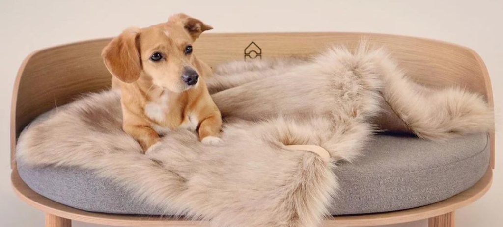 Buy a dog bed