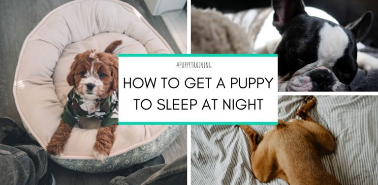 how-to-get-a-puppy-to-sleep-at-night-dogzone-australia