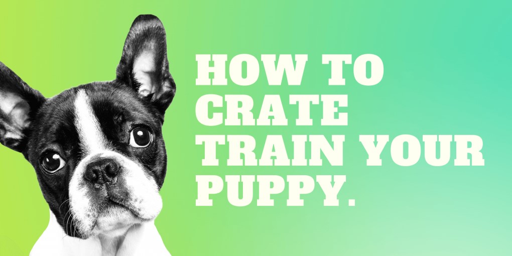 https://www.dogzone.com.au/wp-content/uploads/2022/11/Why-crate-train-puppies.jpg