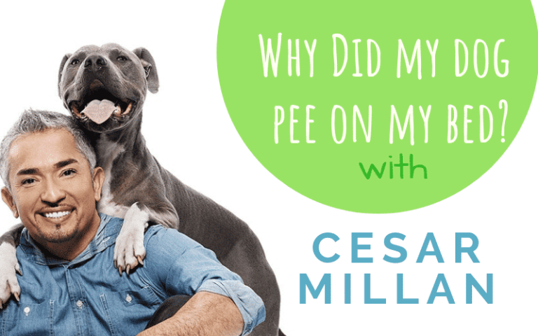 why-did-my-dog-pee-on-the-bed-dogzone-australia