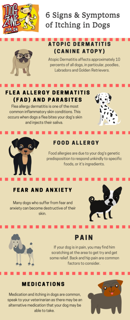 6 Signs & Symptoms of Itching in Dogs - DogZone Australia