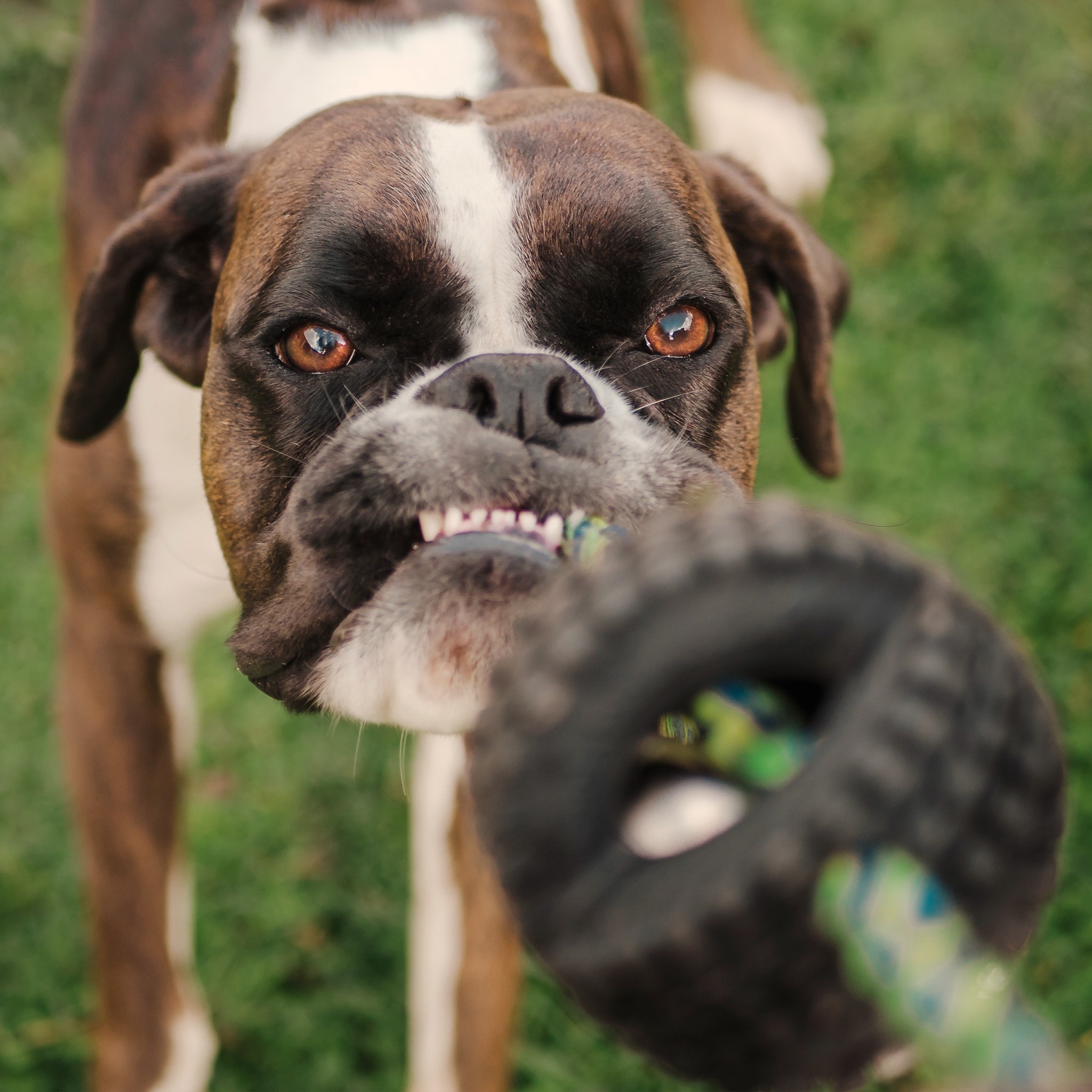 How To Understand Dog Body Language DogZone Australia