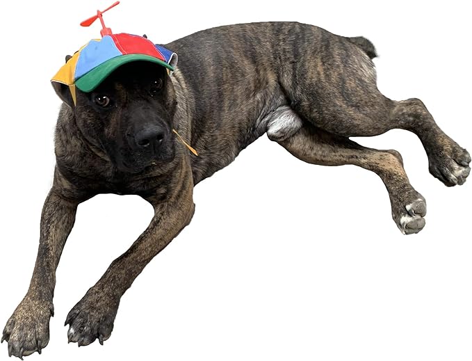 Multicolored dog hat with propeller