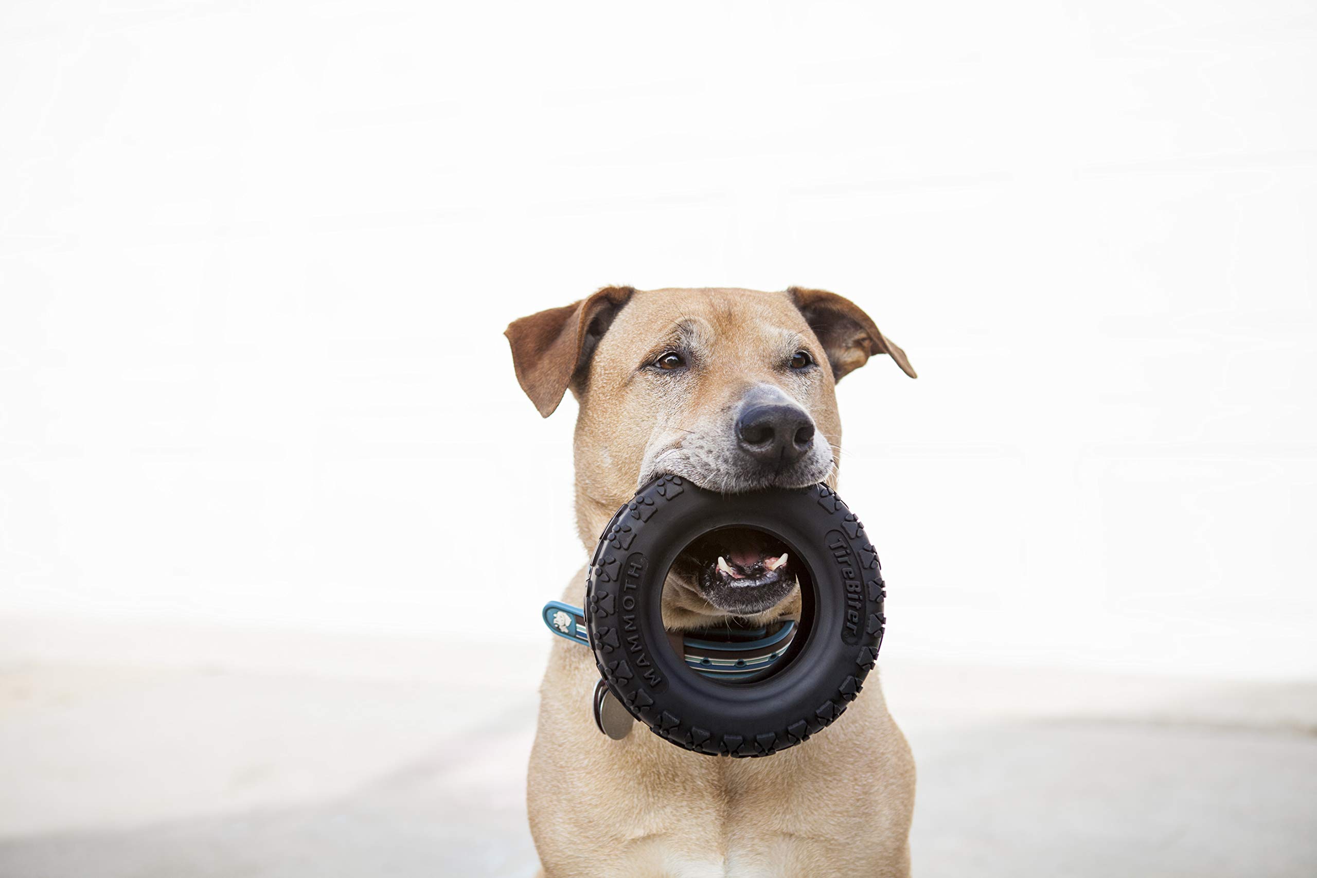 Are the Mammoth dog toys in Bunnings any good?