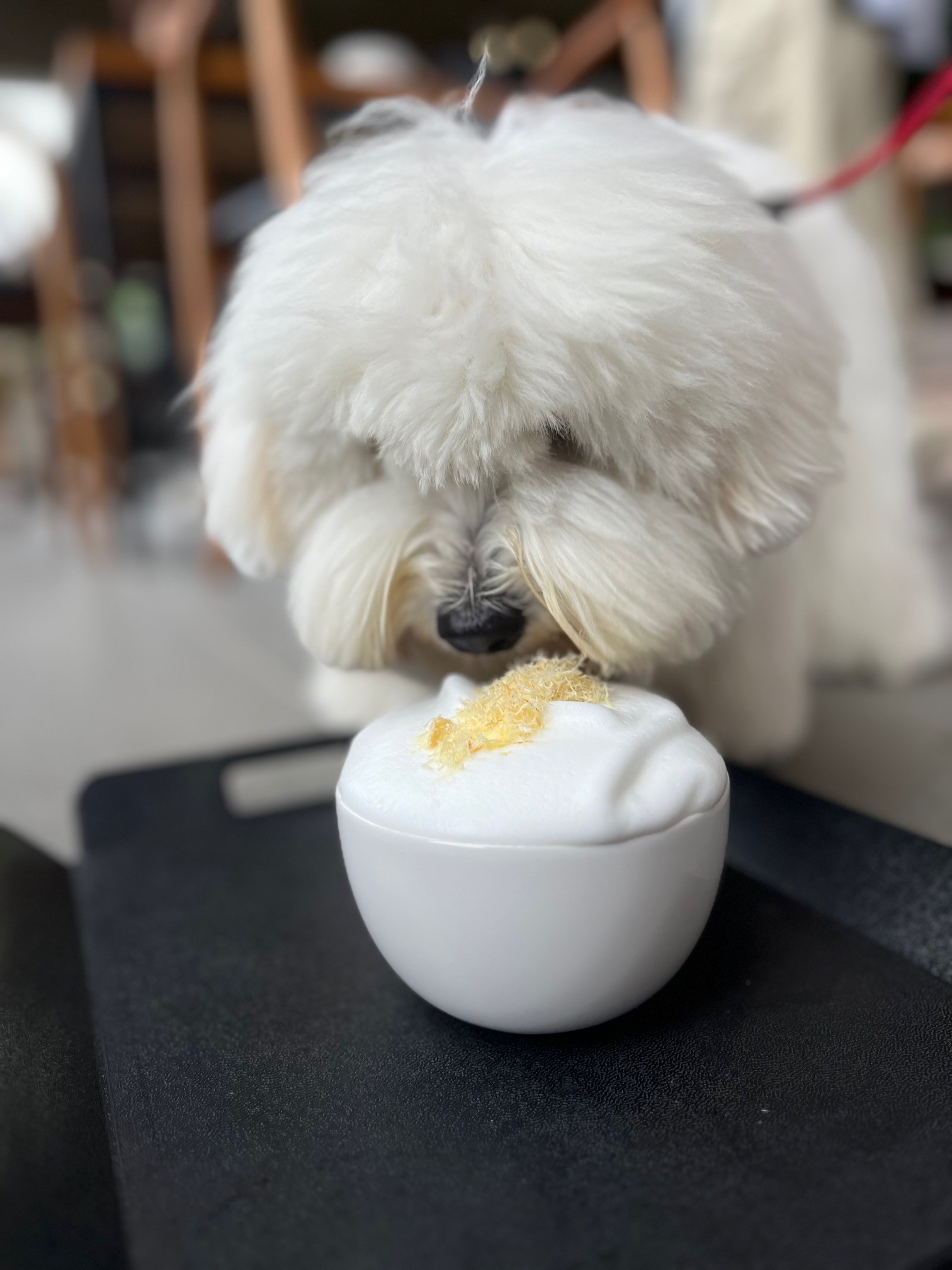 A Healthy Puppuccino